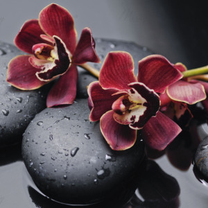 p-07-040-бордовые орхидеи1 p-07-040-бордовые орхидеи1