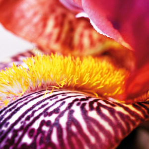 p-07-041-variegated center of the flower p-07-041-variegated center of the flower