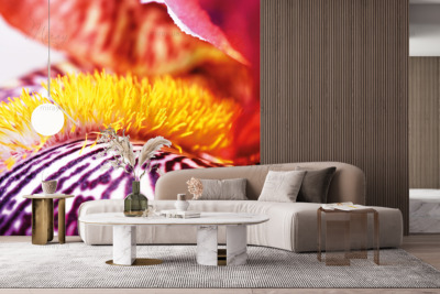 p-07-041-variegated center of flower-z p-07-041-variegated center of flower-z