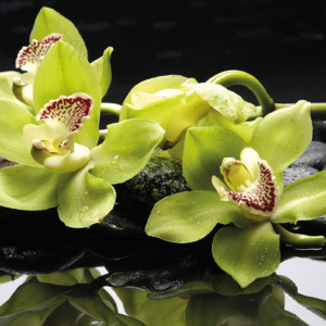 p-07-042-зеленые орхидеи на камнях p-07-042-зеленые орхидеи на камнях