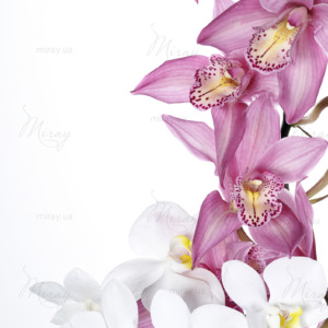 p-07-044-орхидеи p-07-044-орхидеи