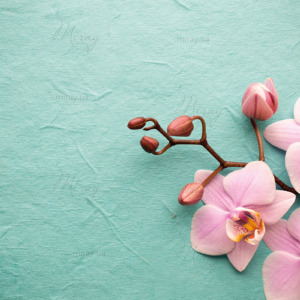 p-07-045-розовые орхидеи p-07-045-розовые орхидеи