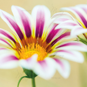 p-07-046-цветок газания p-07-046-цветок газания