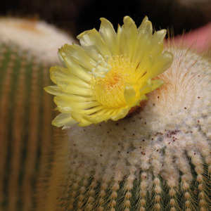 p-07-047-цвеіущій кактус p-07-047-цвеіущій кактус