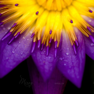 p-07-048-фіолетова квітка p-07-048-фіолетова квітка