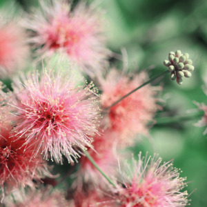 p-07-049-pink fluffy flowers p-07-049-pink fluffy flowers