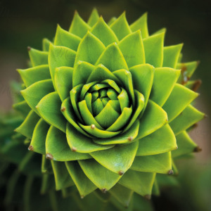 p-07-050-green cactus p-07-050-green cactus