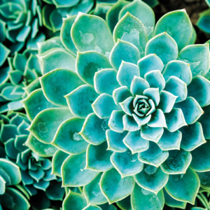 p-07-051-зелений кактус (1) p-07-051-зелений кактус (1)