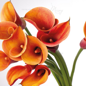 p-07-052-Gourmet calla lilies p-07-052-Gourmet calla lilies