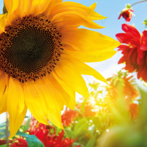 p-07-054-подсолнух (2) p-07-054-подсолнух (2)