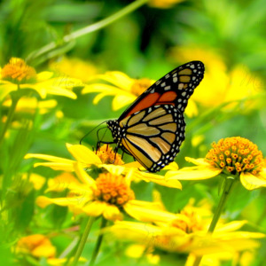 p-07-055-жовті ромашки з метеликом p-07-055-жовті ромашки з метеликом