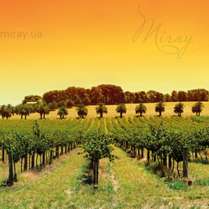 p-08-014-vineyards panorama p-08-014-vineyards panorama