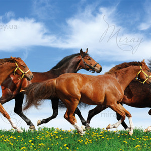 p-08-024-wild horses panorama p-08-024-wild horses panorama