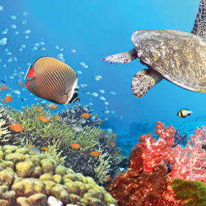 p-08-035-underwater world panorama p-08-035-underwater world panorama