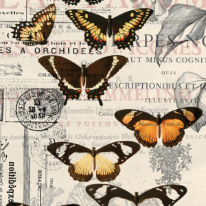 p-14-006-Vintage collage with butterflies p-14-006-Vintage collage with butterflies