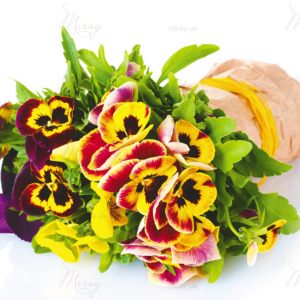 beautiful violet pansies isolated on a white . beautiful violet pansies isolated on a white .