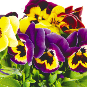 Beautiful pansies flowers isolated on a white Beautiful pansies flowers isolated on a white