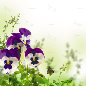 Blue spring violets on a green background Blue spring violets on a green background
