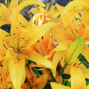 p-07-060-лилии p-07-060-лилии