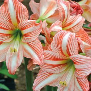 p-07-062-полосатые лилии p-07-062-полосатые лилии