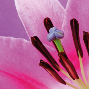 p-07-063-розовые лепестки лилии p-07-063-розовые лепестки лилии