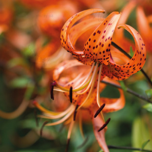 p-07-064-leopard lilies p-07-064-leopard lilies