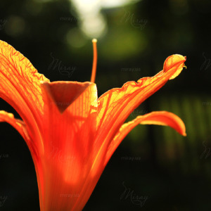 p-07-065-Лилия p-07-065-Лилия