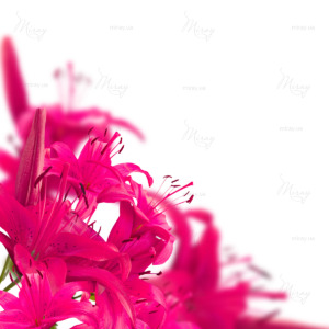 p-07-066-малиновые лилии p-07-066-малиновые лилии