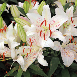 p-07-067-пестрые лилии p-07-067-пестрые лилии