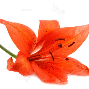 p-07-068-Яркая лилия p-07-068-Яркая лилия