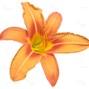 p-07-069-orange lily p-07-069-orange lily