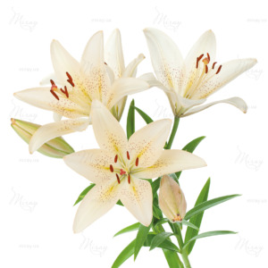 p-07-070-белые лилии (1) p-07-070-белые лилии (1)