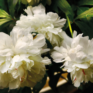 p-07-071-белые пионы p-07-071-белые пионы