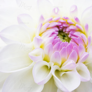 p-07-072-белый пион p-07-072-белый пион