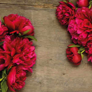 p-07-073-бордовые пионы1 p-07-073-бордовые пионы1