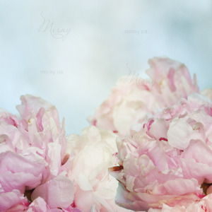 p-07-075-бутоны пионов p-07-075-бутоны пионов