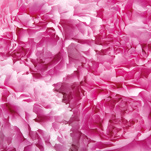 p-07-076-бутоны розовых пионов p-07-076-бутоны розовых пионов