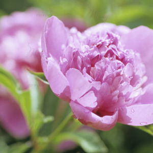 p-07-078-лиловый пион p-07-078-лиловый пион
