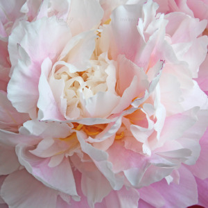 p-07-079-нежно розовые лепестки пиона p-07-079-нежно розовые лепестки пиона