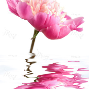 p-07-081-пион с отрожением p-07-081-пион с отрожением