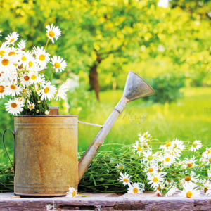 p-07-082-white daisies in a watering can p-07-082-white daisies in a watering can