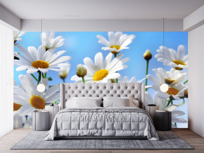 p-07-084-white daisies-z p-07-084-white daisies-z