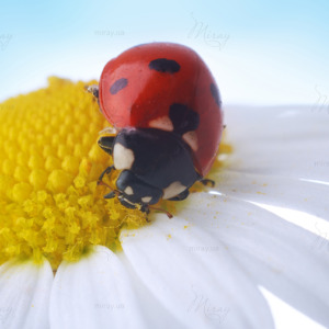 p-07-085-Божья коровка на ромашке (1) p-07-085-Божья коровка на ромашке (1)