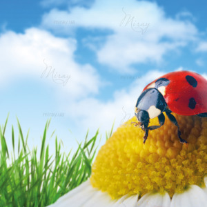 p-07-086-Ladybug on a camomile (3) p-07-086-Ladybug on a camomile (3)