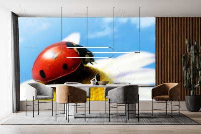 p-07-087-Ladybug on a camomile (4) -z p-07-087-Ladybug on a camomile (4) -z