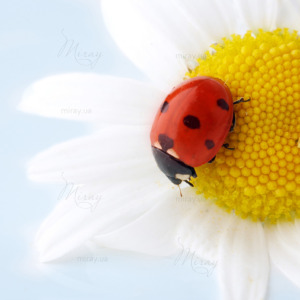 p-07-088-Ladybug on a daisy p-07-088-Ladybug on a daisy