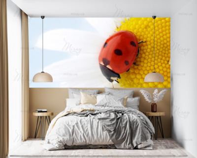 p-07-088-Ladybug on a daisy-z p-07-088-Ladybug on a daisy-z