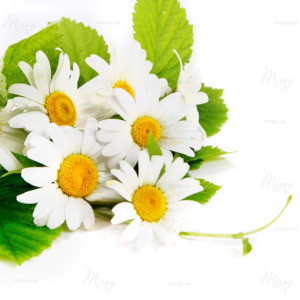 p-07-089-букет ромашек p-07-089-букет ромашек