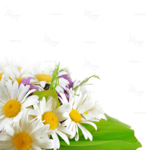 p-07-090-букет ромашек1 p-07-090-букет ромашек1