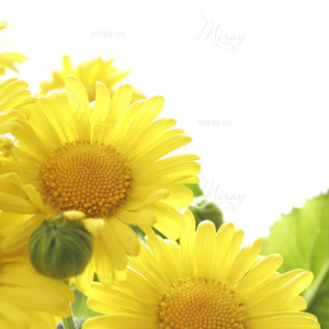 p-07-091-жовті ромашки p-07-091-жовті ромашки